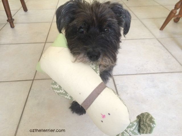 Oz the Terrier with Kathy Ireland Loved Ones Crinkle and Chew Bunny Toy