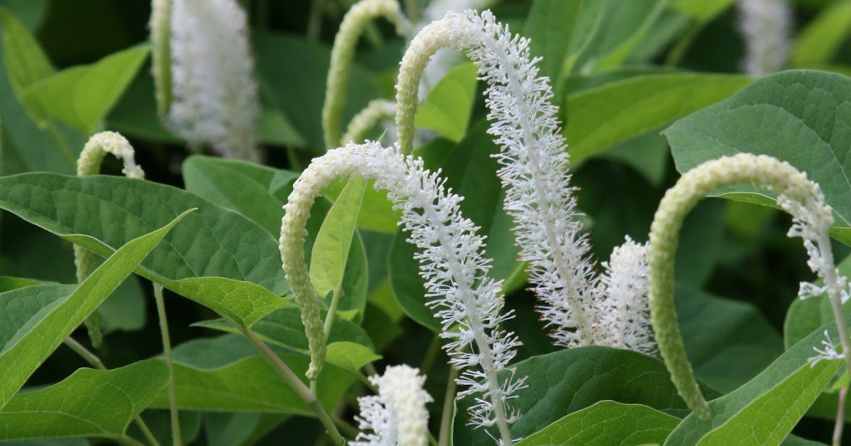 Isabella Conservation District Environmental Education Program Native