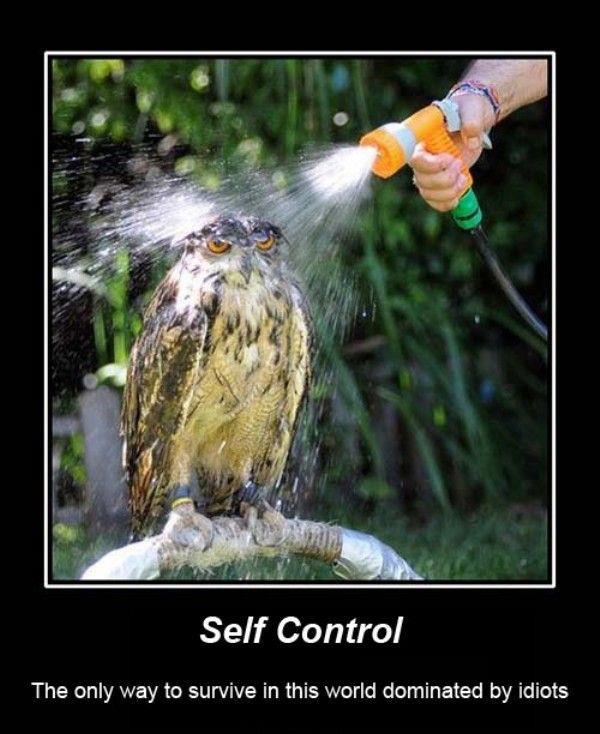 self+control+owl.jpg