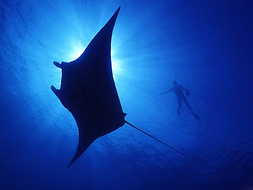 gambar dunia bawah laut, dunia air, gambar ikan, ubur-ubur