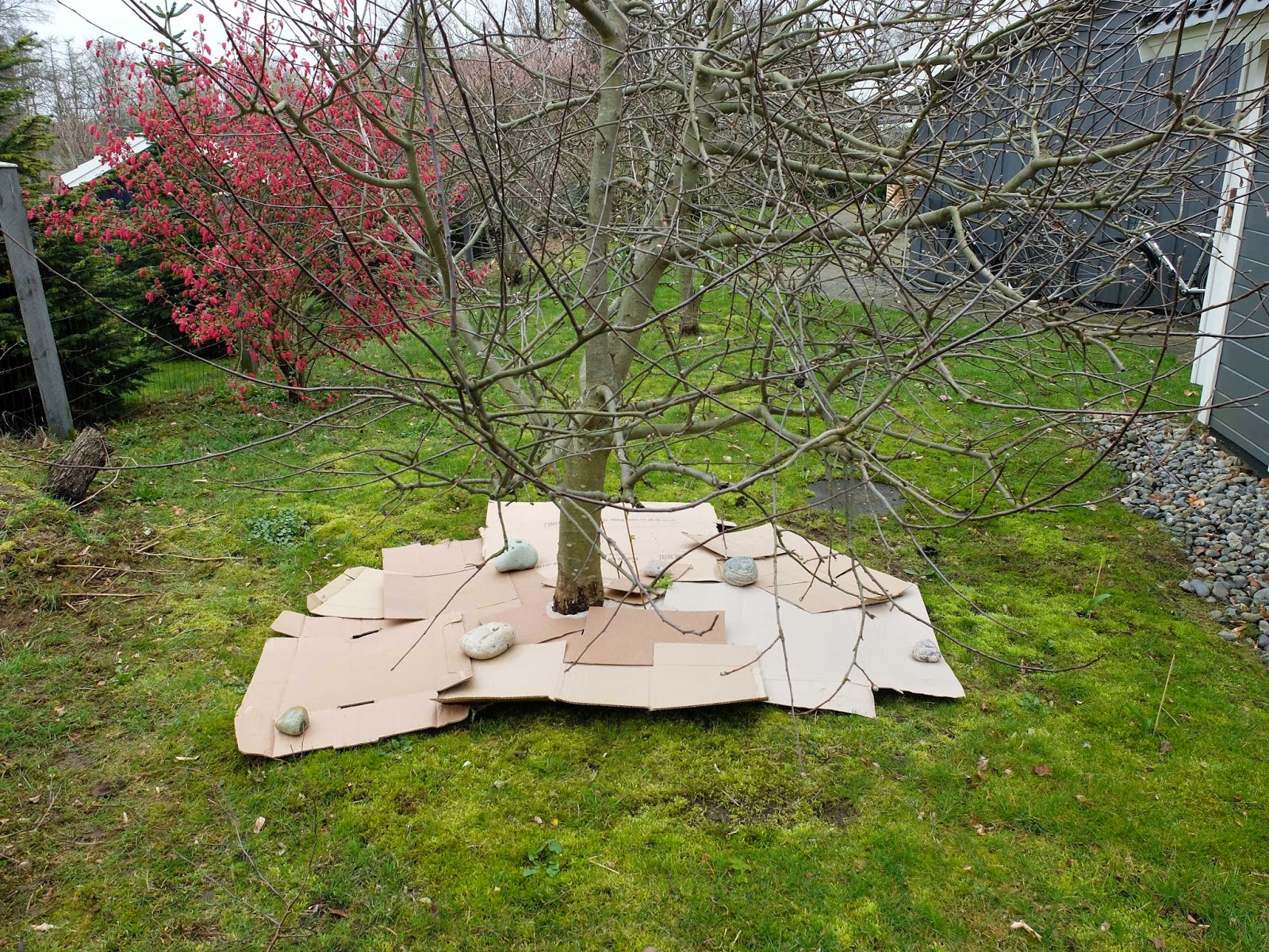 Ibee S Garden The Little Orchard A Plan And The First Steps