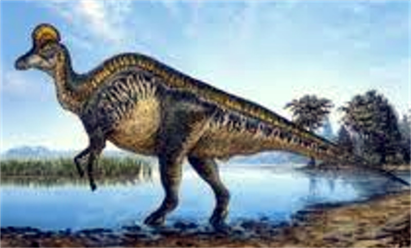 Corythosaurus Dinosaur