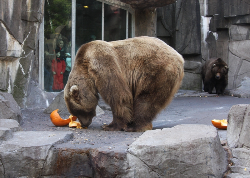 Mn Duluth Zoo at Lauren Bounds blog