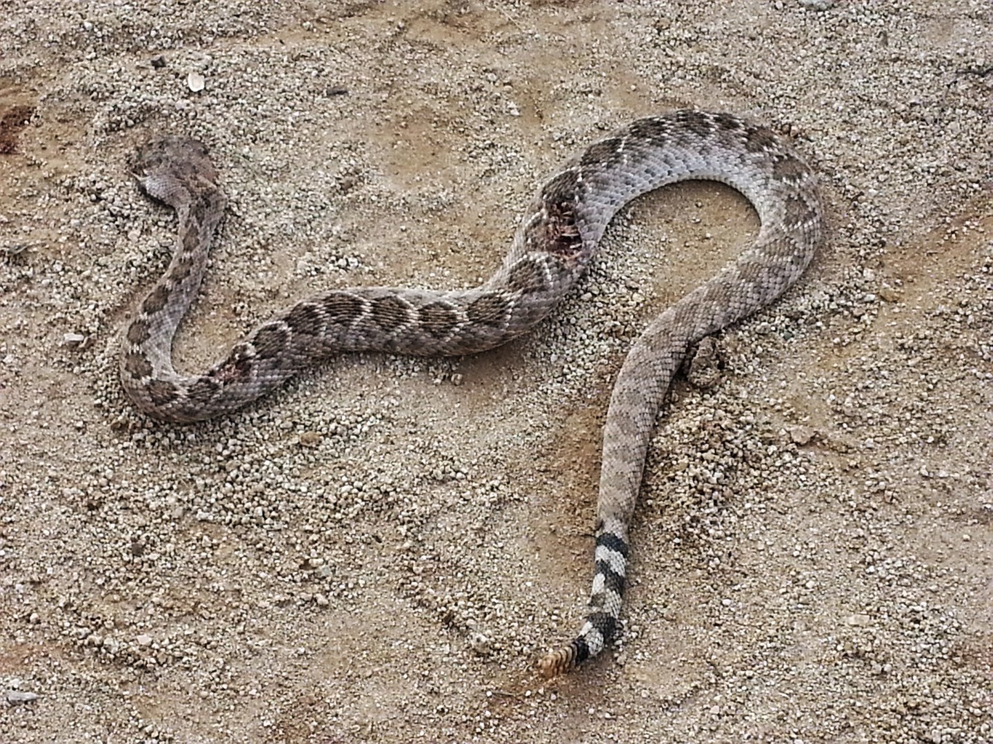Esoterizona Dead Rattler