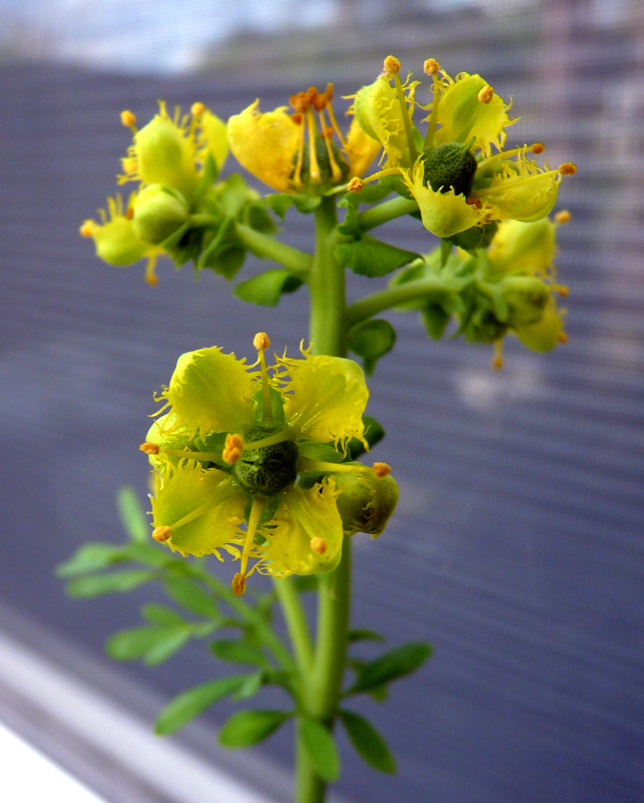 My Florida Backyard March 2012