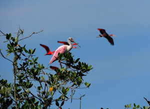 Colhereiro Litoral Paraná