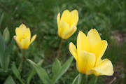 . deixo aqui pra voces as fotos das flores do meu jardim :) Bom feriado de .