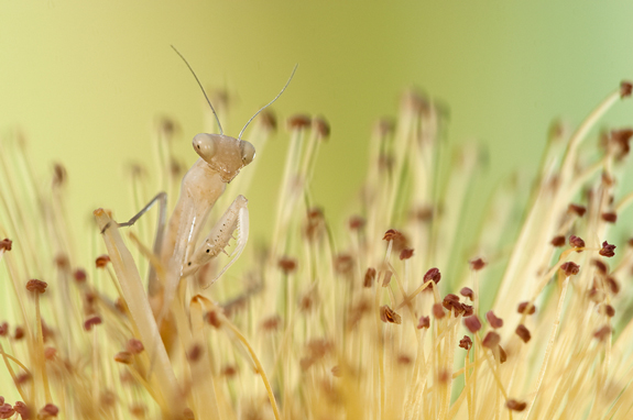 creative macro photography creative macro photography