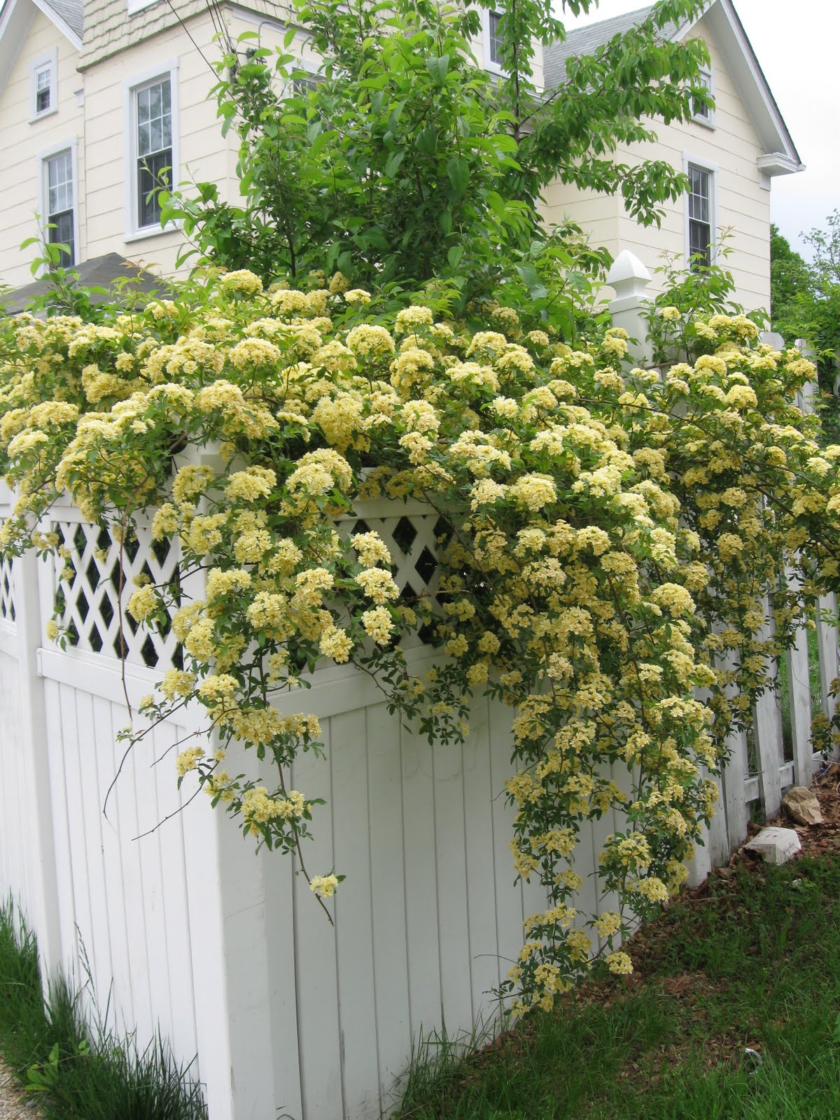 What is the bestsmelling plant growing in your garden right now?