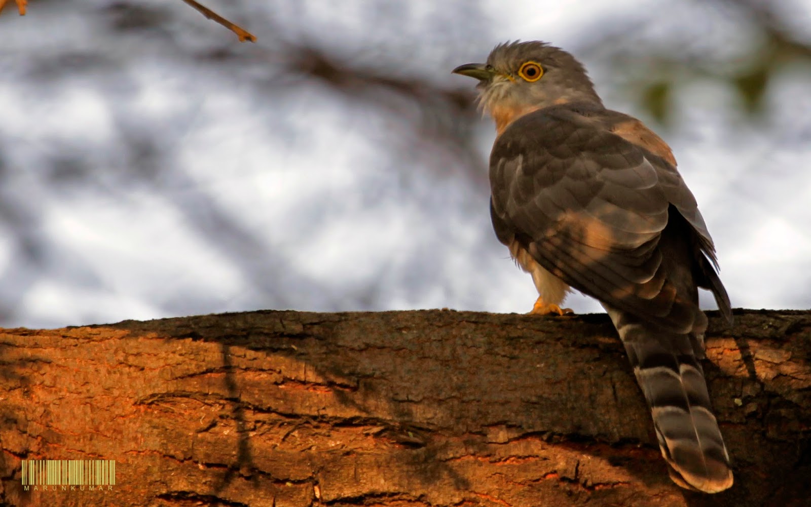 Common Hawk-Cuckoo, Ashy grey, Whitish below, Cross-barred with brown. The tail is broadly barred. Distinctive yellow eye ring.