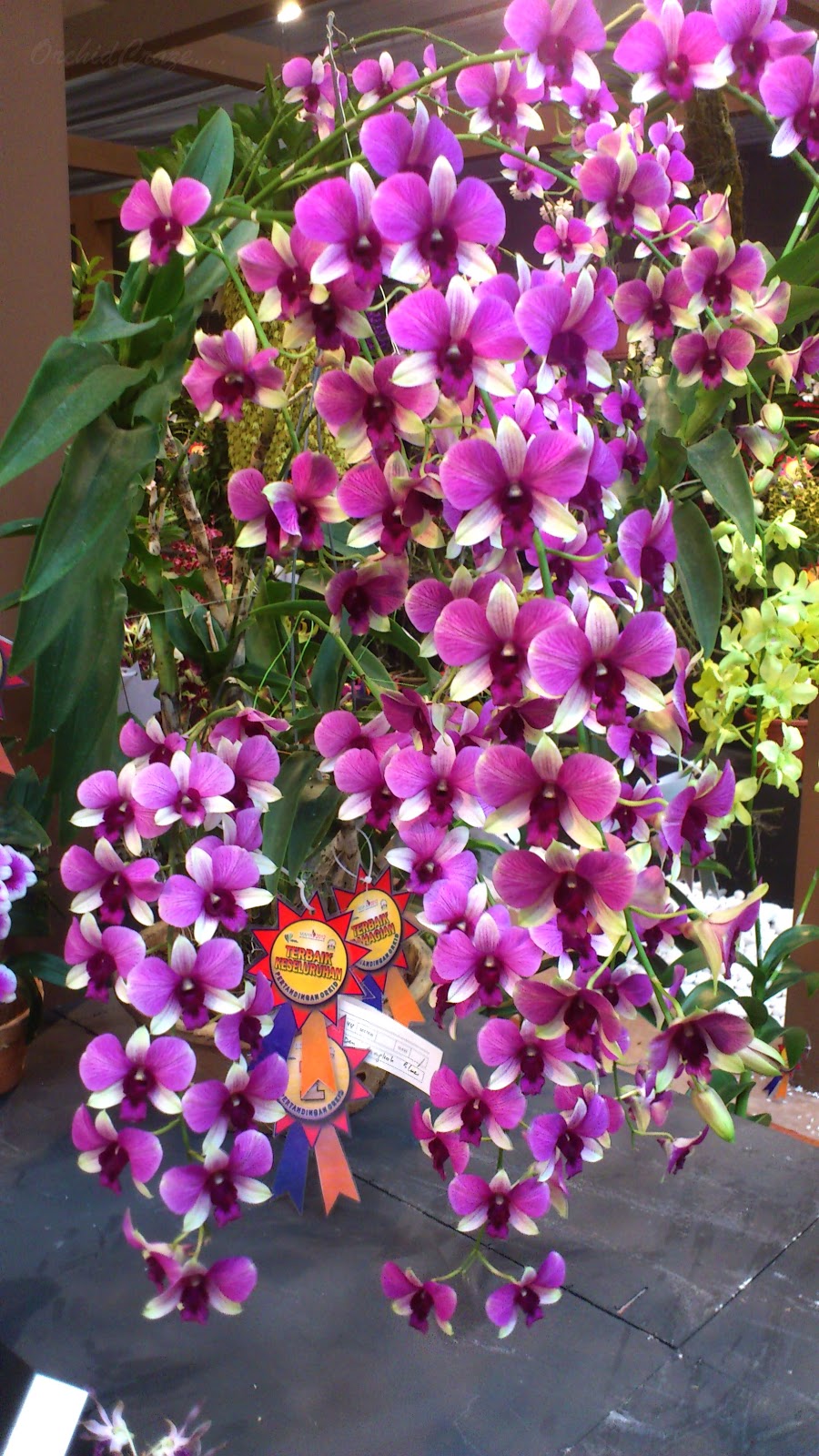 OrchidCraze: MAHA Orchid Show 2012