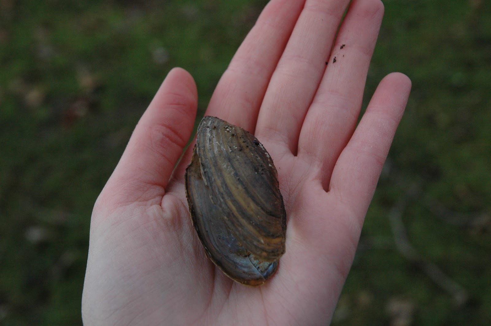 Silver Beach Beacon City maps Asian Clams clamming up Lake