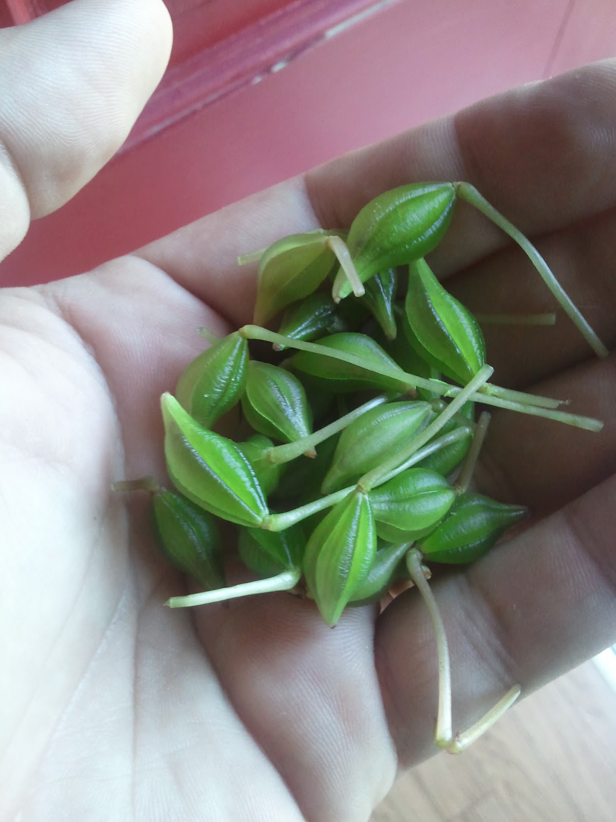 Beware of Rabbits How to grow your own Impatiens from seed for free