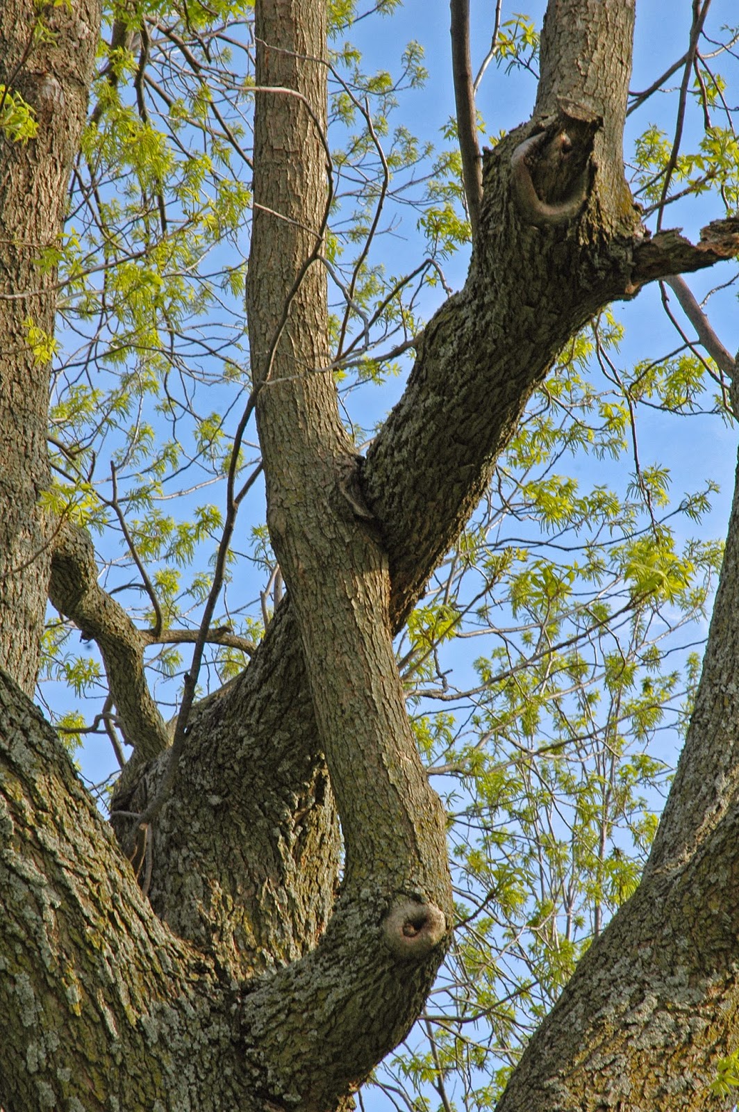 Northern Pecans Nature's grafting technique