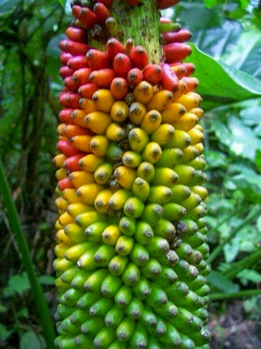 Banana Rainbow