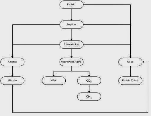Proses Pencernaan Protein Pada Ternak Ruminansia Enzim Yang