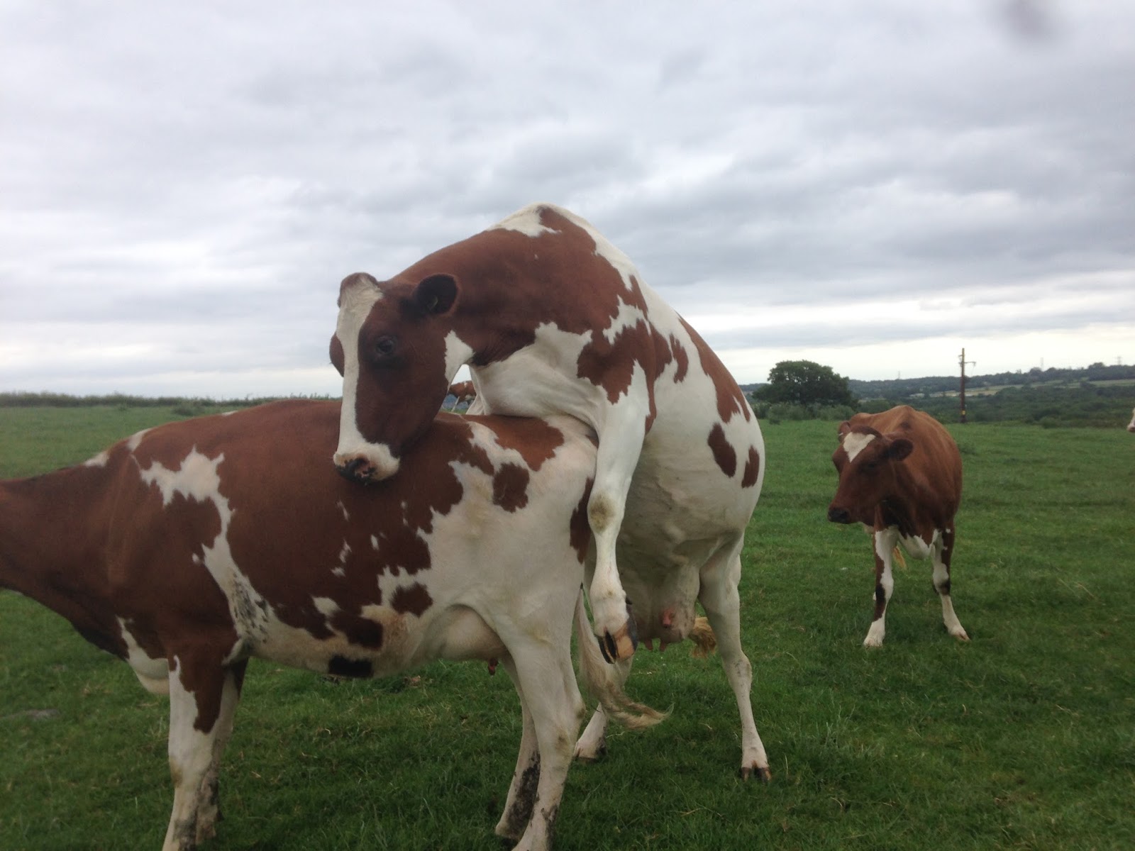 How to spot a cow on heat (bulling) Vet in Training