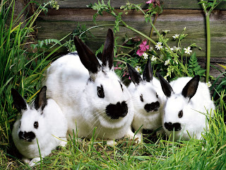 Beautiful Rabbits Wallpapers