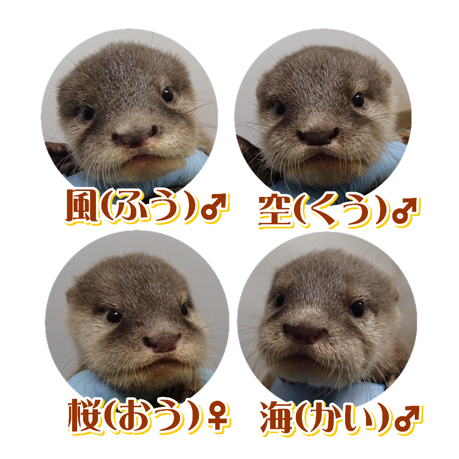 福岡市動物園ブログ １歳になりました コツメカワウソ４きょうだい
