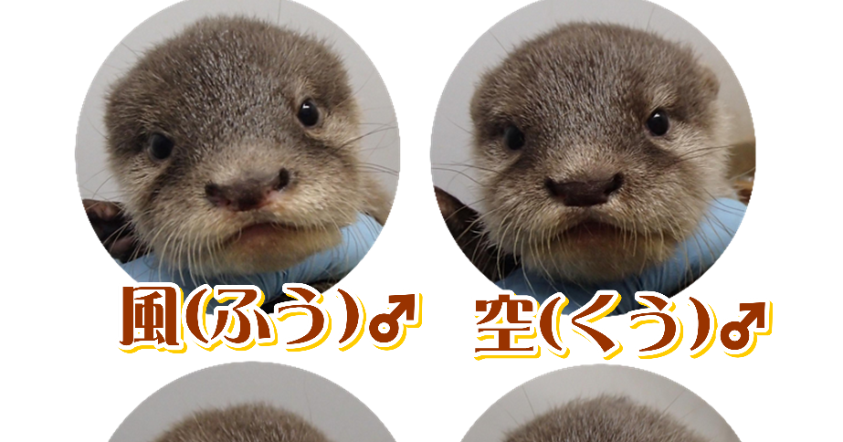 福岡市動物園ブログ １歳になりました コツメカワウソ４きょうだい