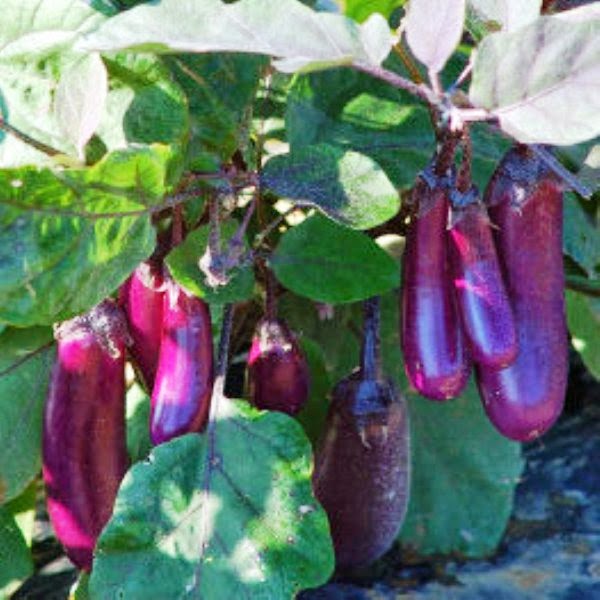 El Jardín de Judith: ¿BERENJENA PARA EL CÁNCER DE PIEL? El Jardín de Judith: ¿BERENJENA PARA EL CÁNCER DE PIEL?