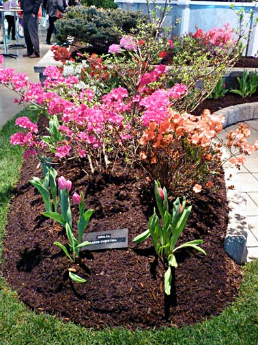 The Lents Farmer Today S Favorite Plant Pieris