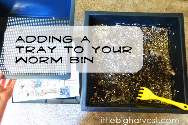 little*big*harvest: Adding a Tray to your Worm Bin