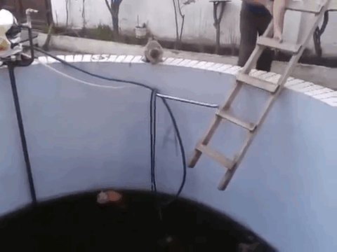 cat stuck in well gif funny instant karma cat falls into dirty water funny