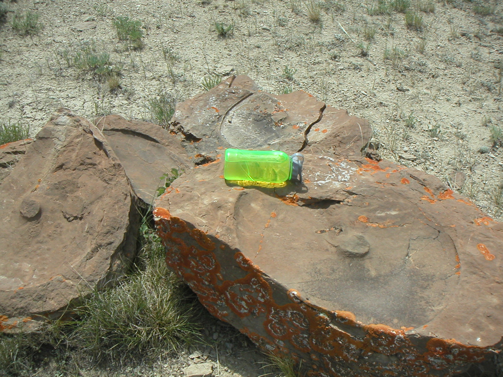 The Natural World The Story of the Kremmling Ammonite Site and a