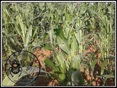 دودة الحشد الخريفية Spodoptera frugiperda مظهر الإصابة بدودة الحشد الخريفية Spodoptera frugiperda في أحد حقول الذرة