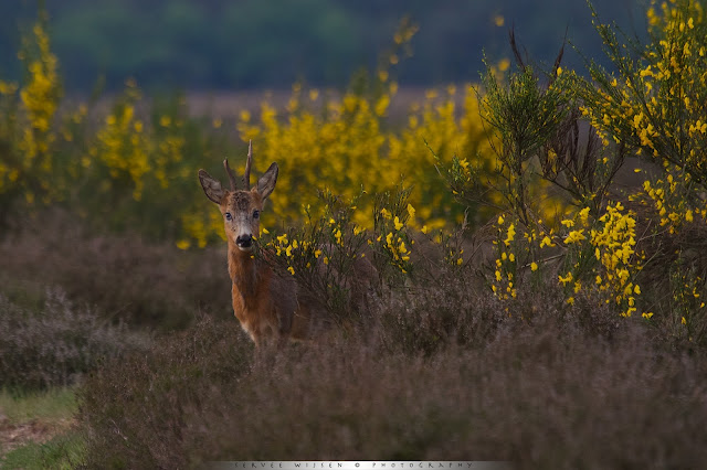 Ree op de hei in geel bloeiende Brem - Roe Deer in heathland and yellow flowering Broom brushes - Capreolus capreolus