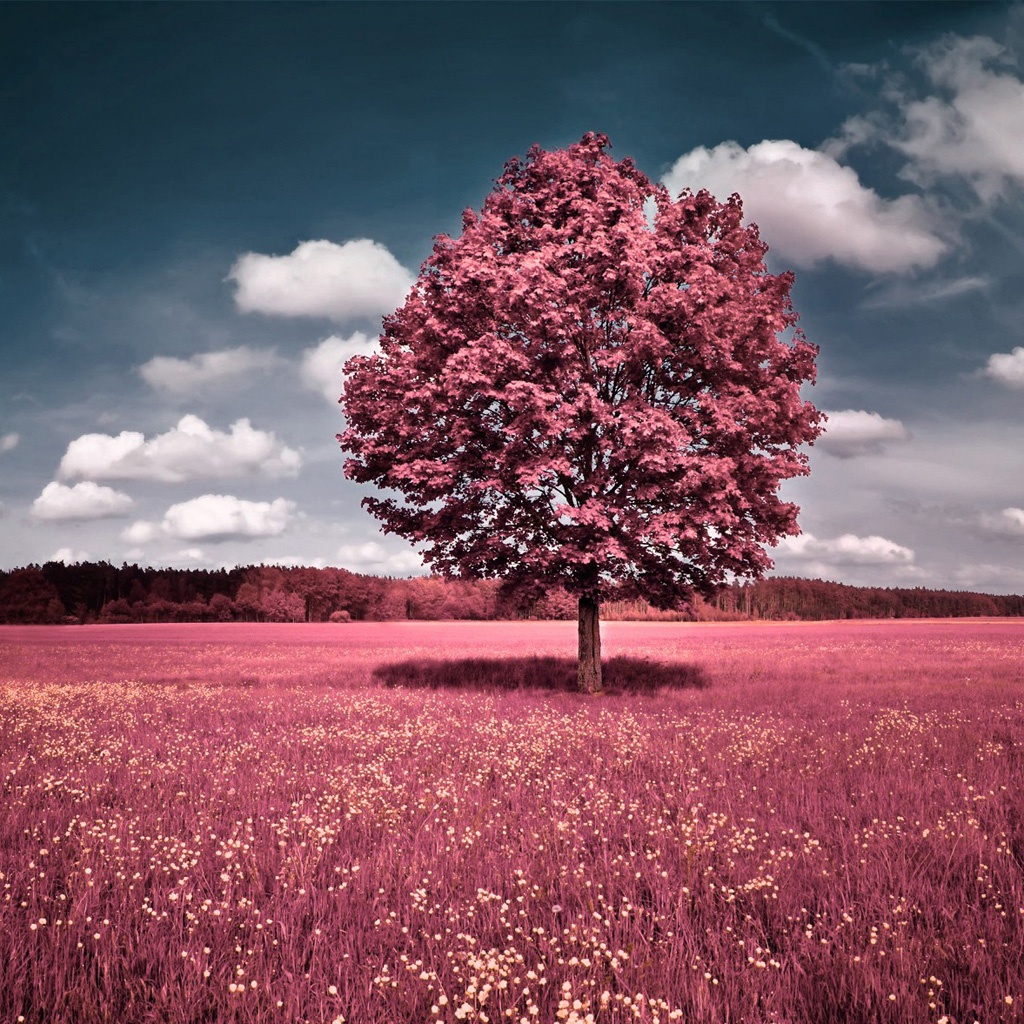 http://1.bp.blogspot.com/-dk7yzO-UKm4/UFOe2aa-_dI/AAAAAAAAFS8/UcS4TCtDspA/s1600/pink-field-ipad-wallpaper.jpg