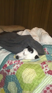 Snoopy stole the bed and the blankets!