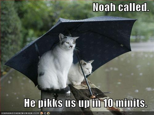 b9bee_funny-pictures-cats-umbrella-rain-flood.jpg