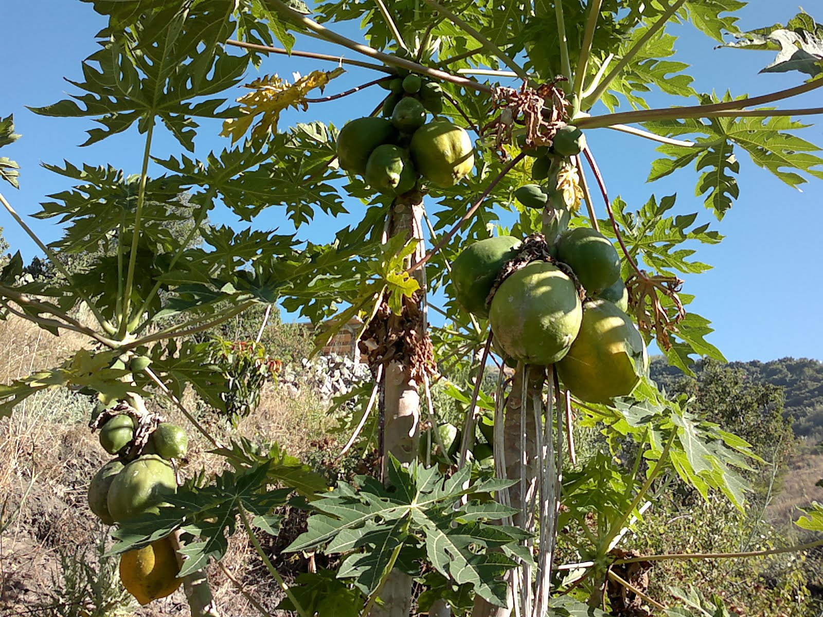 DIARIO DE UN CAMPESINO PAPAYAS EN VERANO