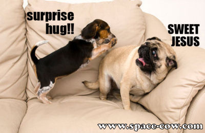 Surprise+hug+funny+animals+picture.jpg