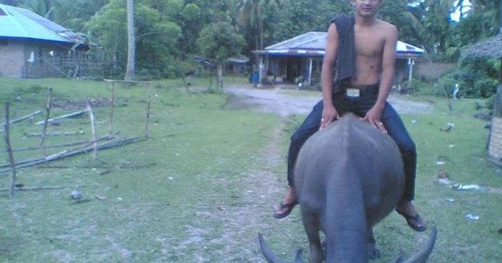 Anak Kebo Jenenge di ladang pertanian