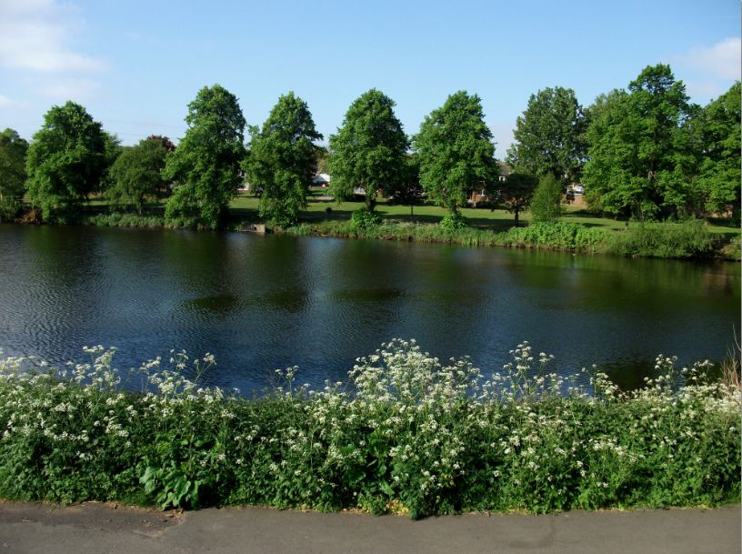 Vinnyman's Birding and Nature Blog. Brookvale Park and Rookery Park