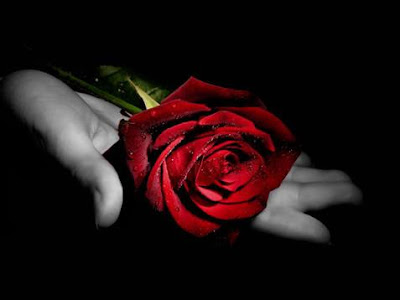 hermosa rosa roja  