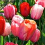 tulip flower tulip flower