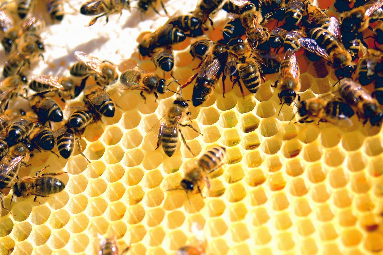 Bumblebee Nests And Hives