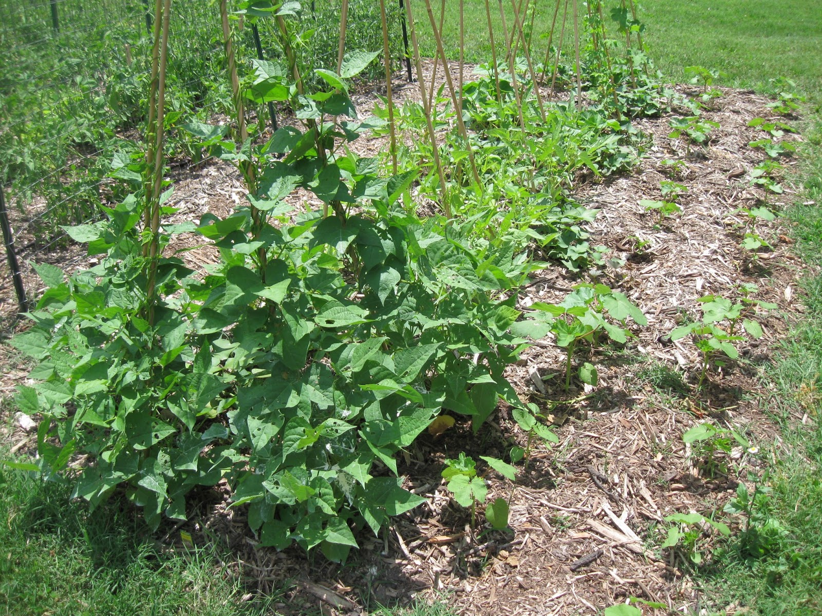 Kentucky Fried Garden A Vegetable Garden in June Overview