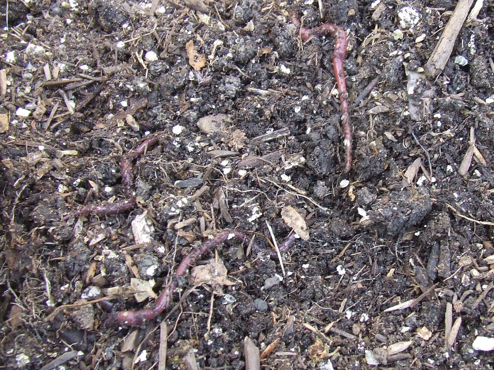 Hooray for worms! | What's Growin' On?