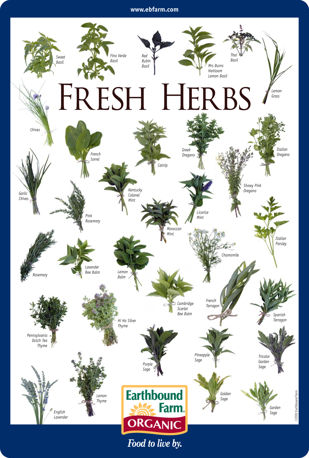 to All Things "Herbal" Herb Identification Chart