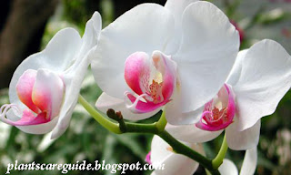 Caring for Houseplant Orchids