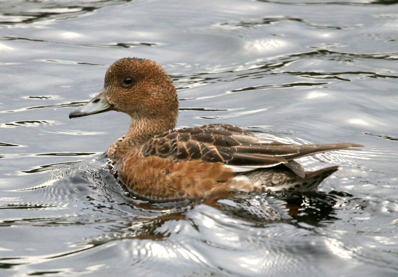 Ogden female Wigeon