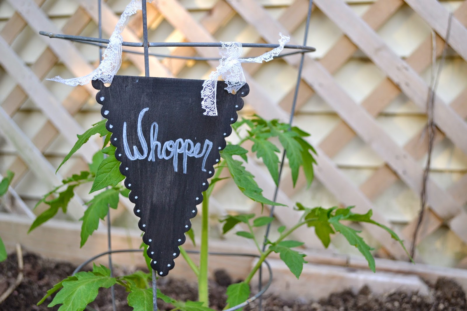 Attic Lace Tomato Plant Markers