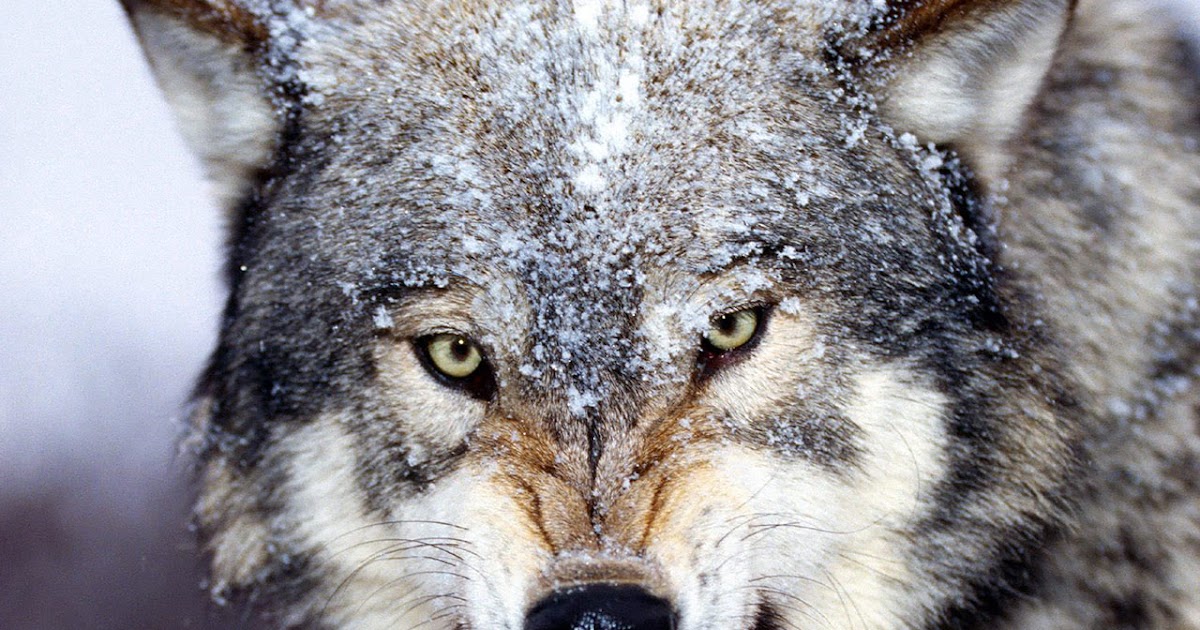 Cell Phone Wallpaper: Dangerous animal wallpaper