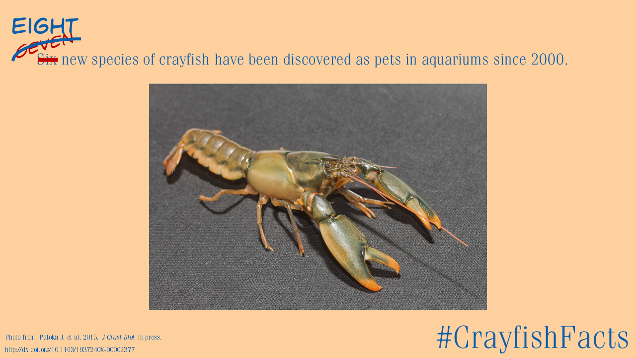 Crawfish louisiana image