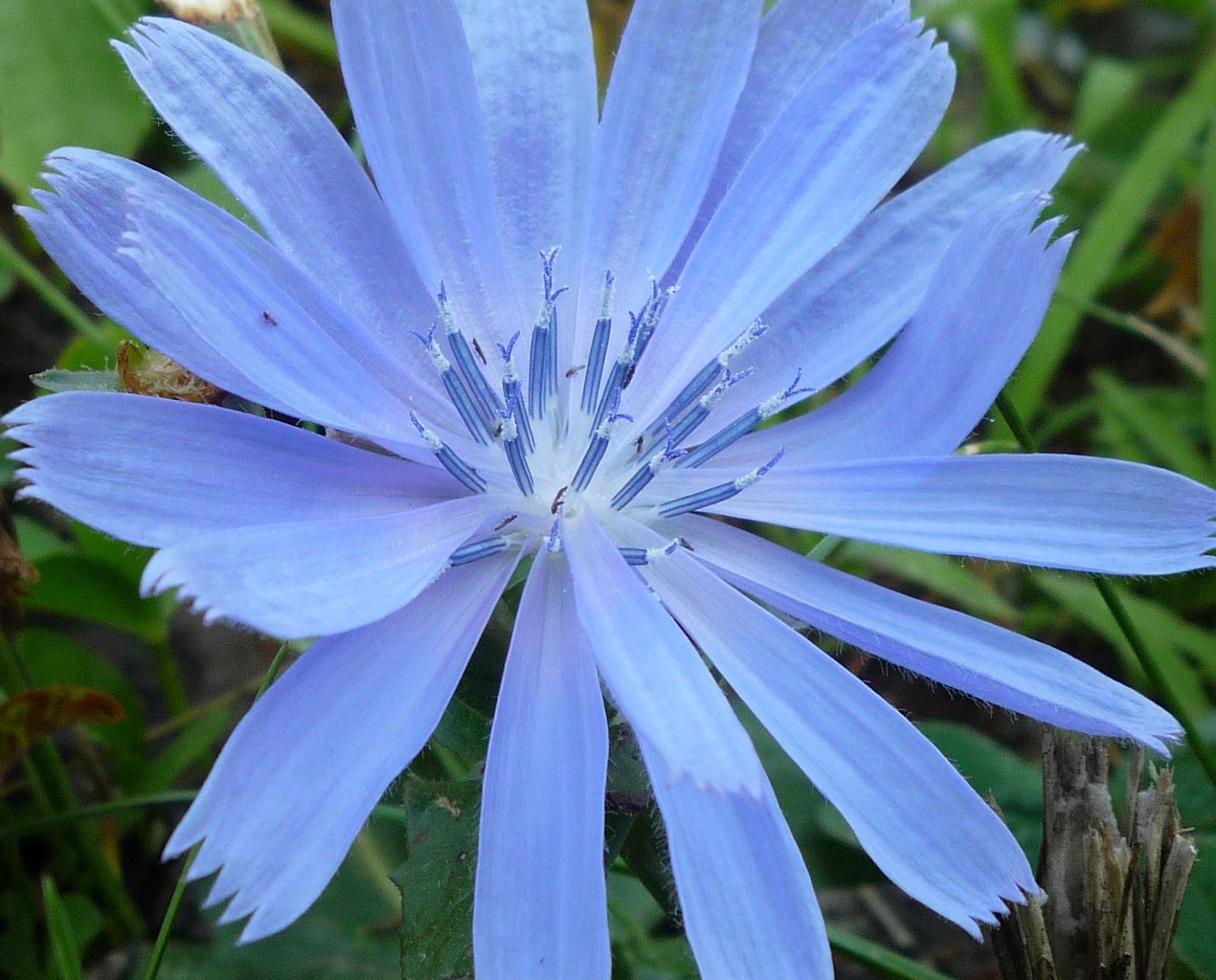 Vermont backyard flowers, and critters in July. South Burlington